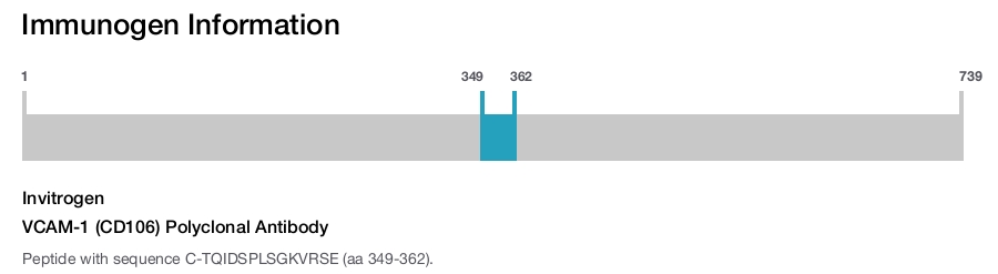 VCAM-1 (CD106) Polyclonal Antibody