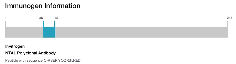 NTAL Polyclonal Antibody