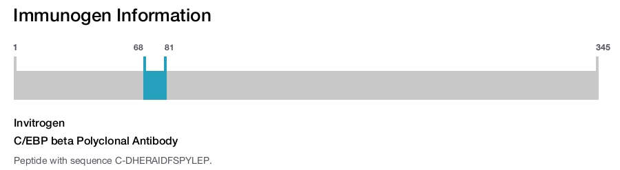 C/EBP beta Polyclonal Antibody