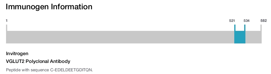 VGLUT2 Polyclonal Antibody