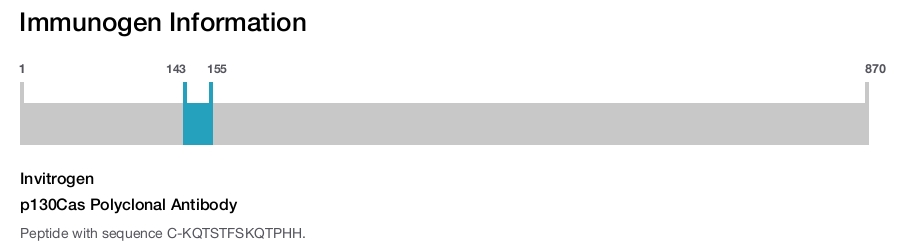 p130Cas Polyclonal Antibody