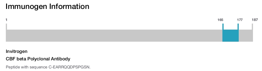 CBF beta Polyclonal Antibody