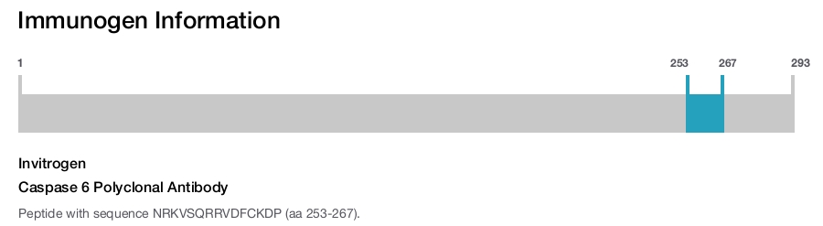 Caspase 6 Polyclonal Antibody