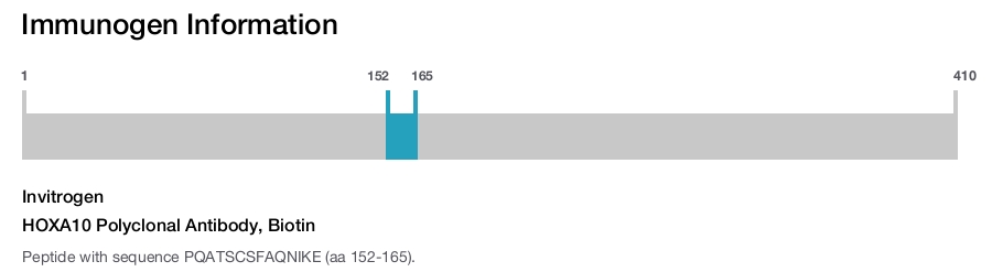 HOXA10 Polyclonal Antibody, Biotin