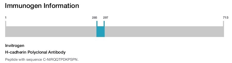 H-cadherin Polyclonal Antibody