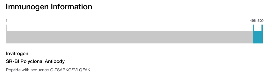 SR-BI Polyclonal Antibody