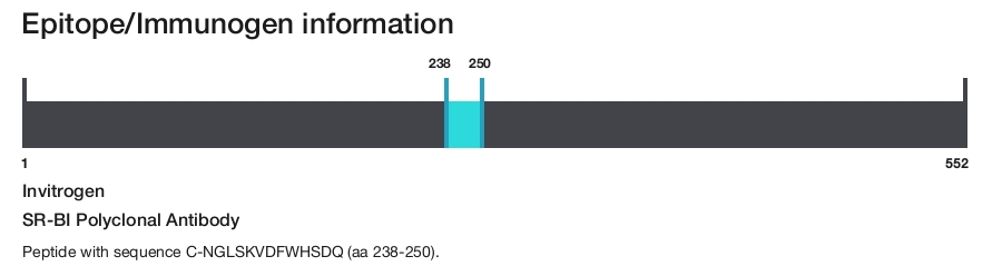 SR-BI Polyclonal Antibody