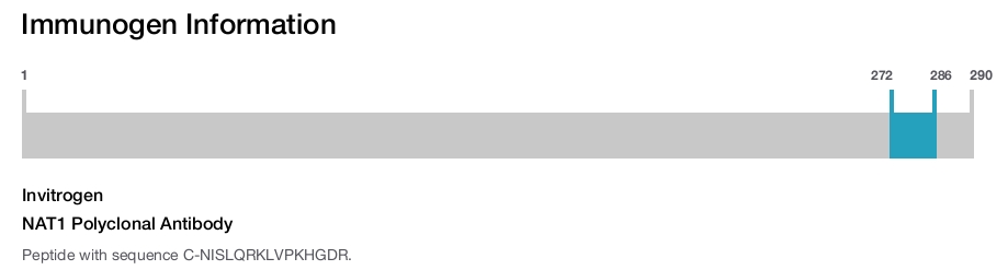 NAT1 Polyclonal Antibody