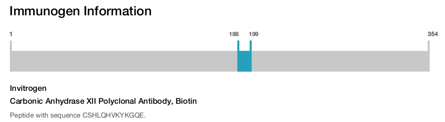 Carbonic Anhydrase XII Polyclonal Antibody, Biotin