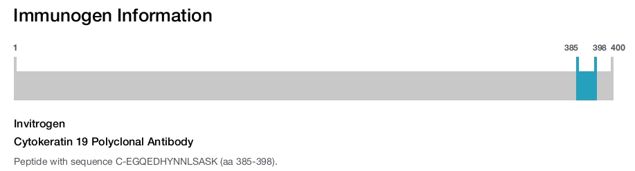 Cytokeratin 19 Polyclonal Antibody
