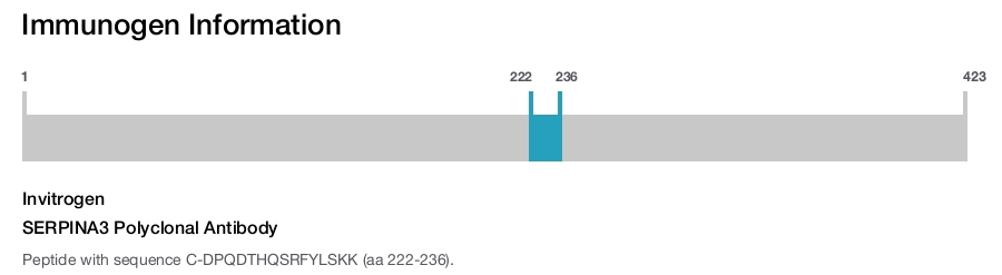 SERPINA3 Polyclonal Antibody