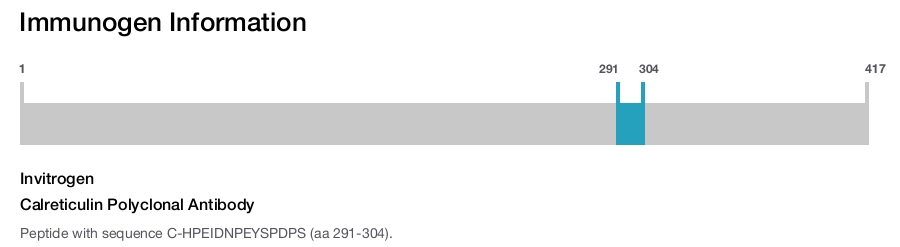 Calreticulin Polyclonal Antibody