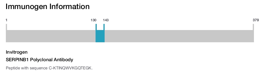 SERPINB1 Polyclonal Antibody