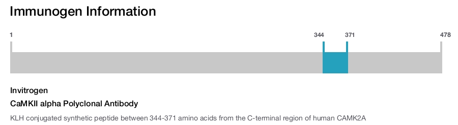 CaMKII alpha Polyclonal Antibody