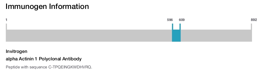 alpha Actinin 1 Polyclonal Antibody