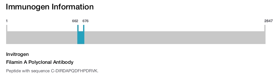 Filamin A Polyclonal Antibody