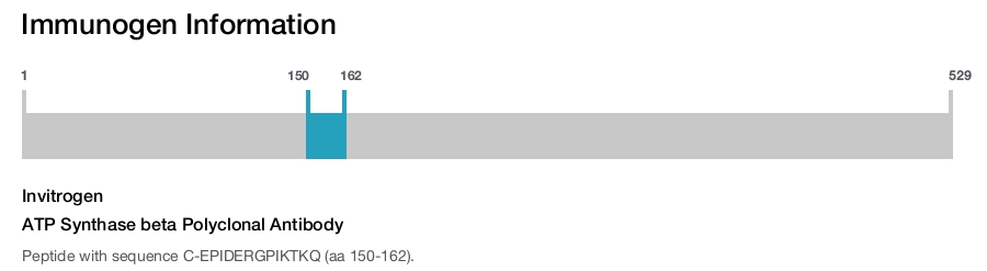 ATP Synthase beta Polyclonal Antibody