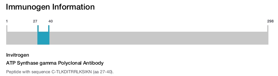 ATP Synthase gamma Polyclonal Antibody