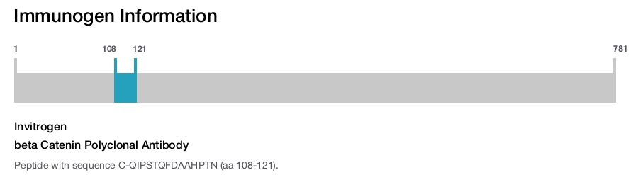 beta Catenin Polyclonal Antibody