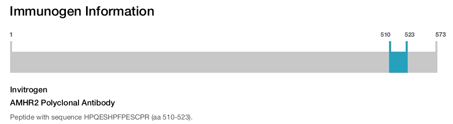 AMHR2 Polyclonal Antibody
