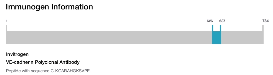 VE-cadherin Polyclonal Antibody
