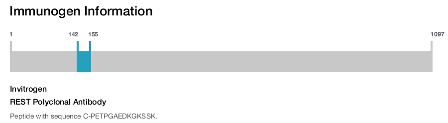 REST Polyclonal Antibody