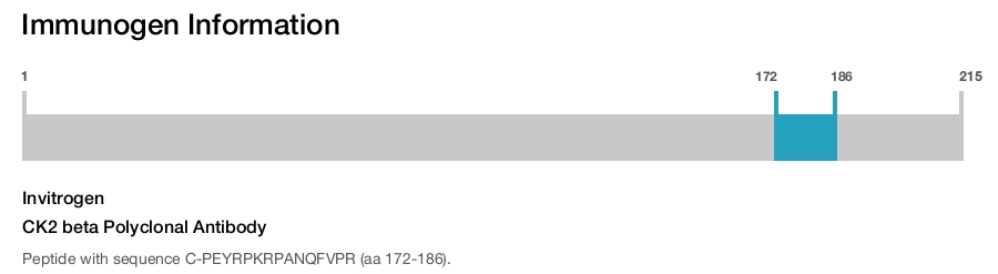 CK2 beta Polyclonal Antibody