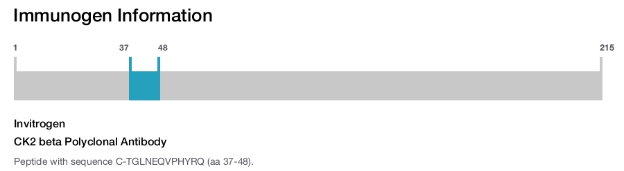 CK2 beta Polyclonal Antibody