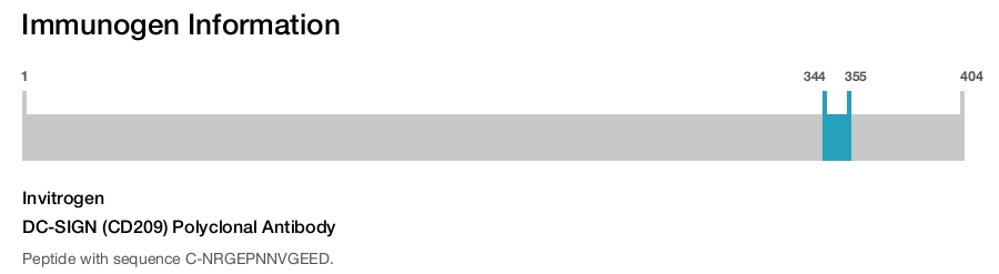 DC-SIGN (CD209) Polyclonal Antibody