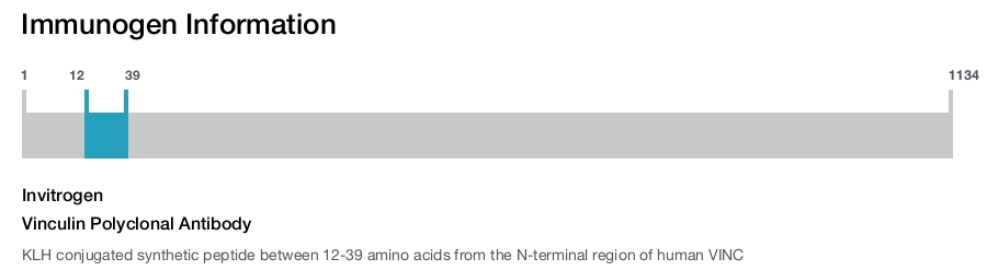 Vinculin Polyclonal Antibody