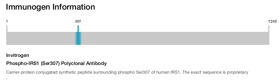 Phospho-IRS1 (Ser307) Polyclonal Antibody