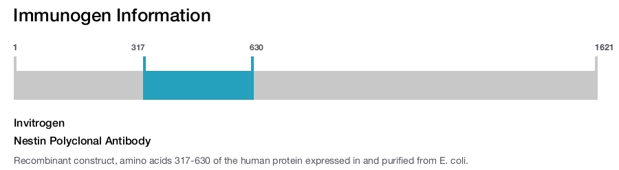 Nestin Polyclonal Antibody