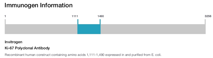 Ki-67 Polyclonal Antibody