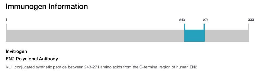 EN2 Polyclonal Antibody