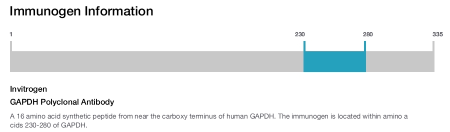 GAPDH Polyclonal Antibody