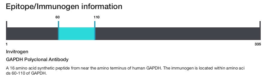 GAPDH Polyclonal Antibody