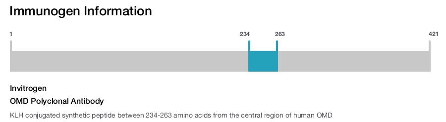 OMD Polyclonal Antibody
