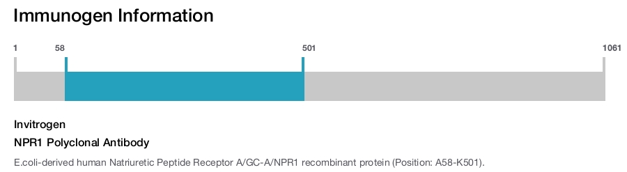 NPR1 Polyclonal Antibody