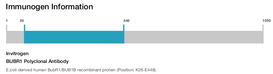 BUBR1 Polyclonal Antibody