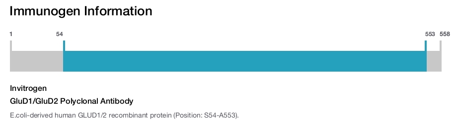 GluD1/GluD2 Polyclonal Antibody