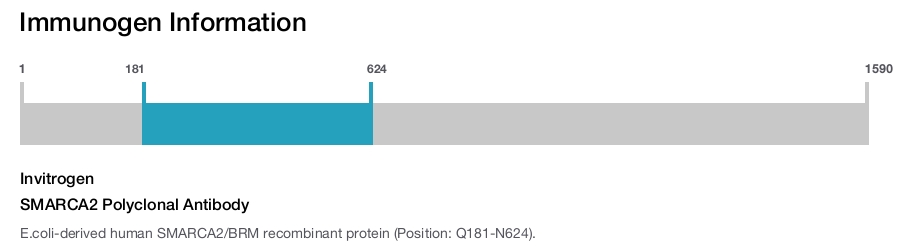 SMARCA2 Polyclonal Antibody