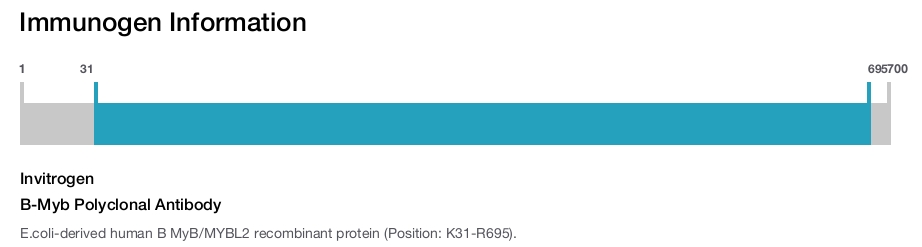 B-Myb Polyclonal Antibody