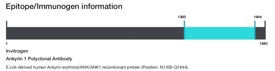 Ankyrin 1 Polyclonal Antibody