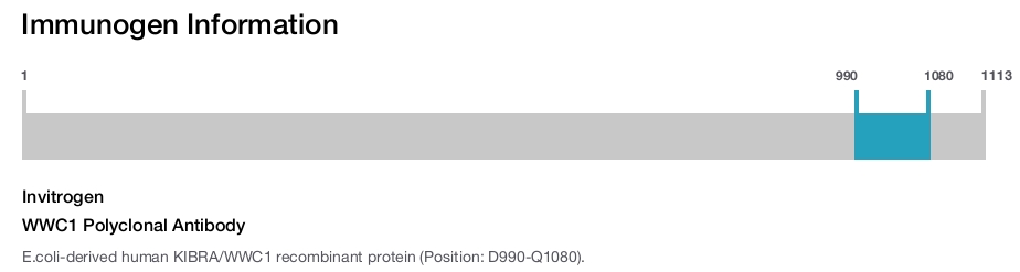 WWC1 Polyclonal Antibody