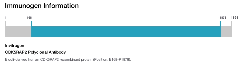 CDK5RAP2 Polyclonal Antibody