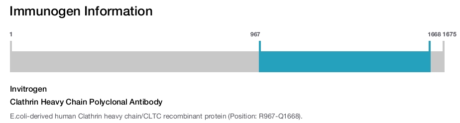 Clathrin Heavy Chain Polyclonal Antibody