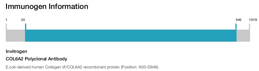 COL6A2 Polyclonal Antibody