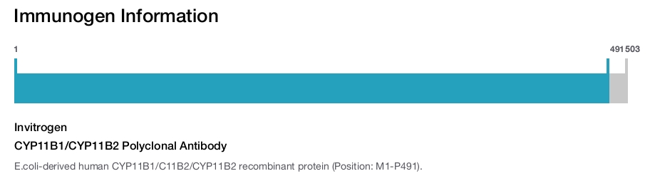 CYP11B1/CYP11B2 Polyclonal Antibody