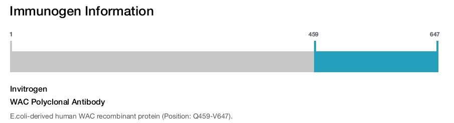 WAC Polyclonal Antibody