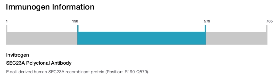 SEC23A Polyclonal Antibody